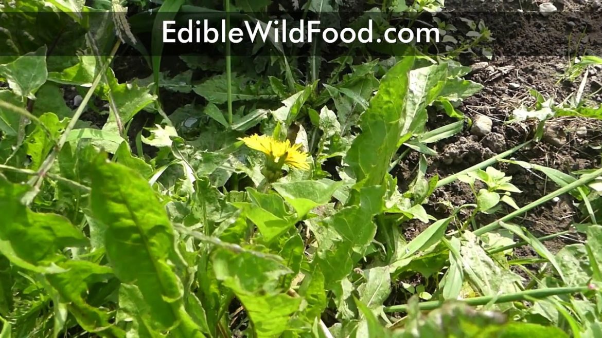 Edible Garden Weeds