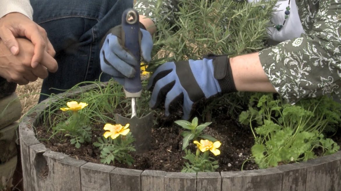 Planting an Herb and Flower Container Garden - Family Plot