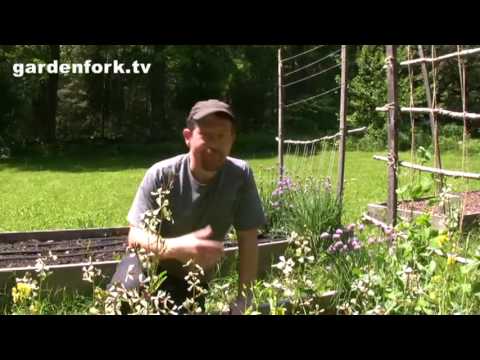 Vegetable Gardening in spring, how to grow vegetables Vegetable Gardening in spring, how to grow vegetables