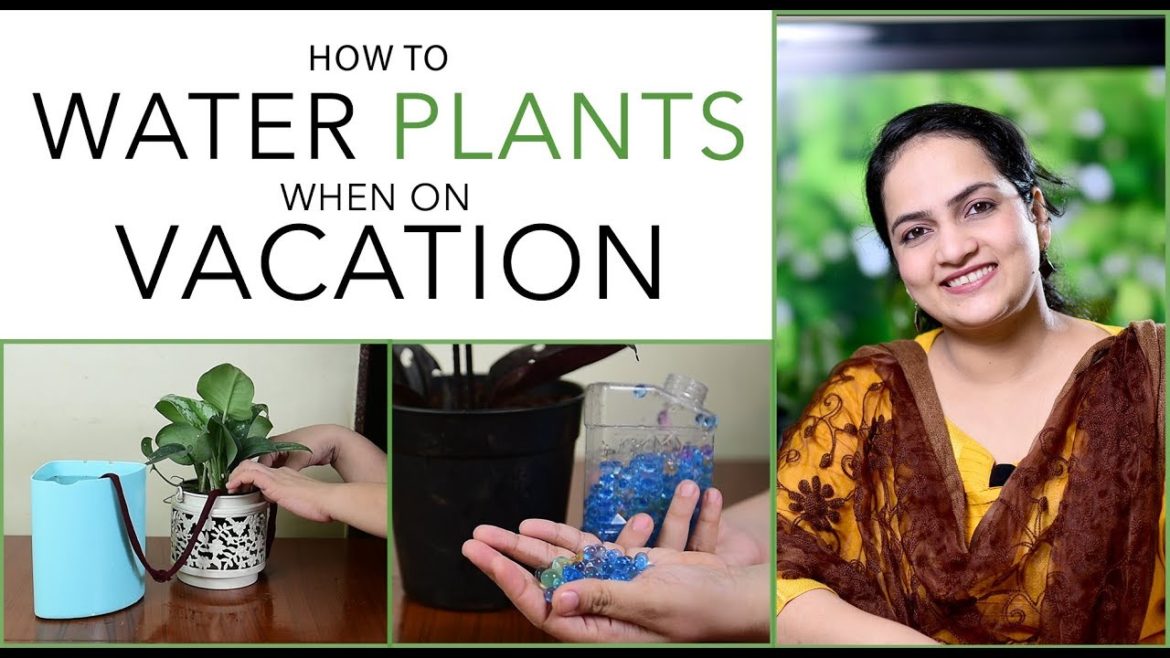 How To Water Plants When On Vacation | Gardening Tips How To Water Plants When On Vacation | Gardening Tips