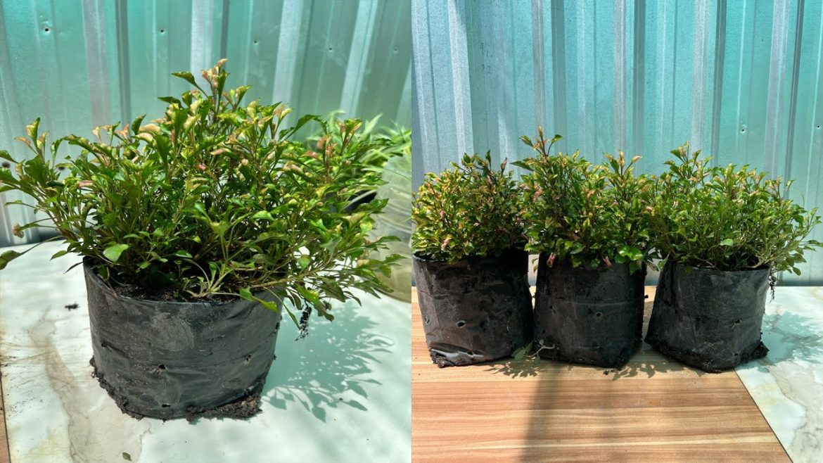 Growing Alternanthera In Plastic BagsGarden Tips.