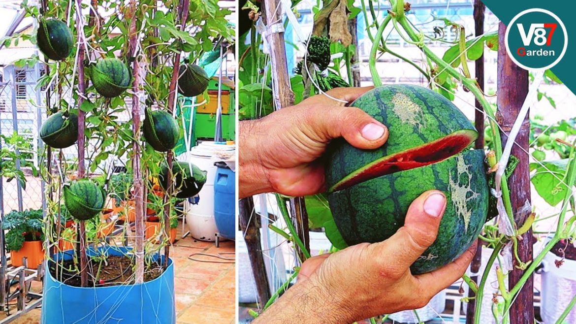 Easy grow watermelon in container at home Easy grow watermelon in container at home