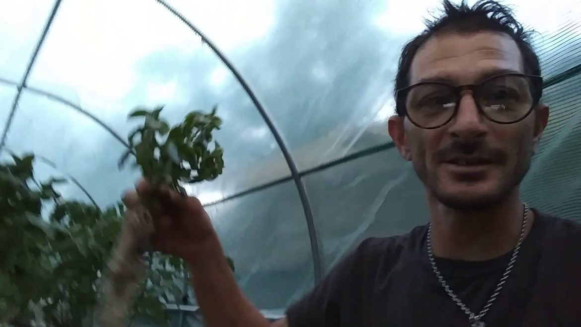 Aeroponic Tower Garden (tips and tricks)