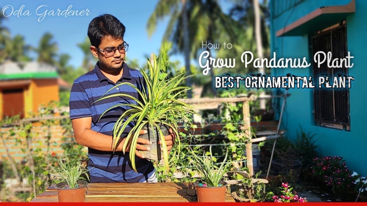 How to Grow Pandanus Plant (in Odia) || Care Tips || Odia Gardener How to Grow Pandanus Plant (in Odia) || Care Tips || Odia Gardener
