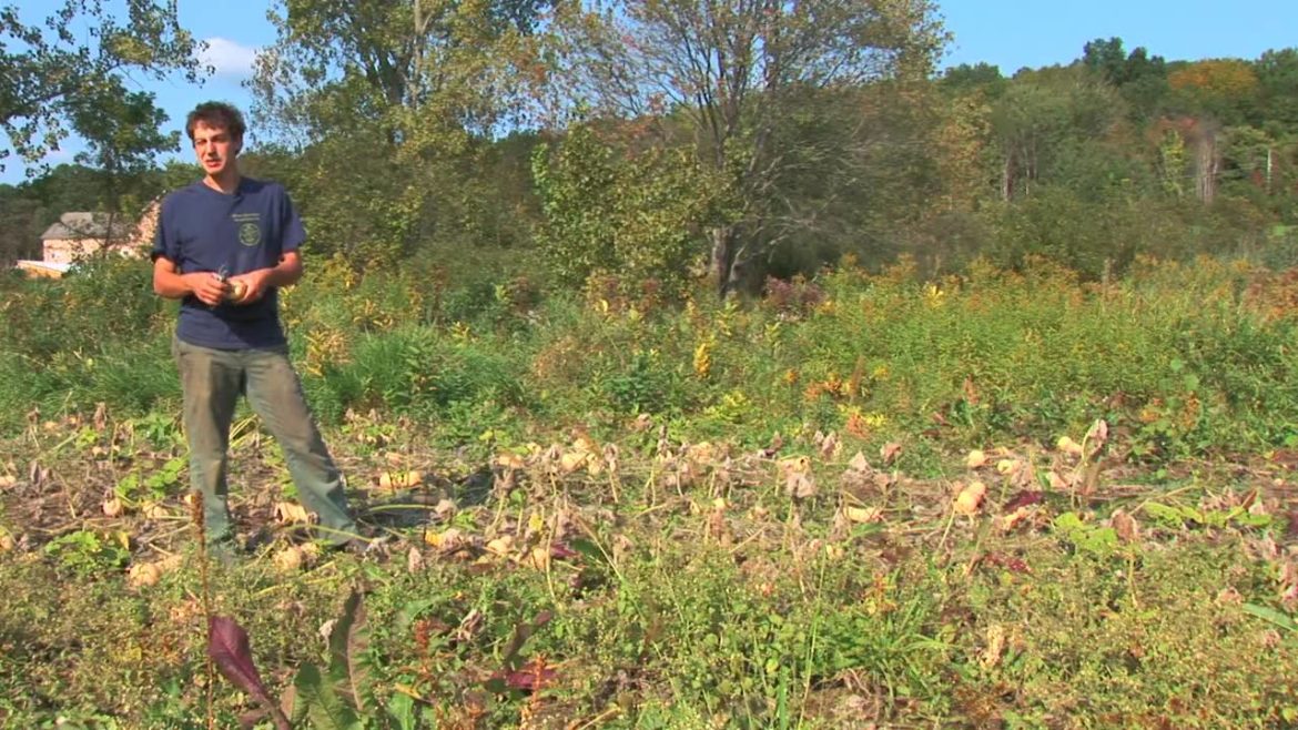 Vegetable Gardening : How to Harvest & Store Winter Squash