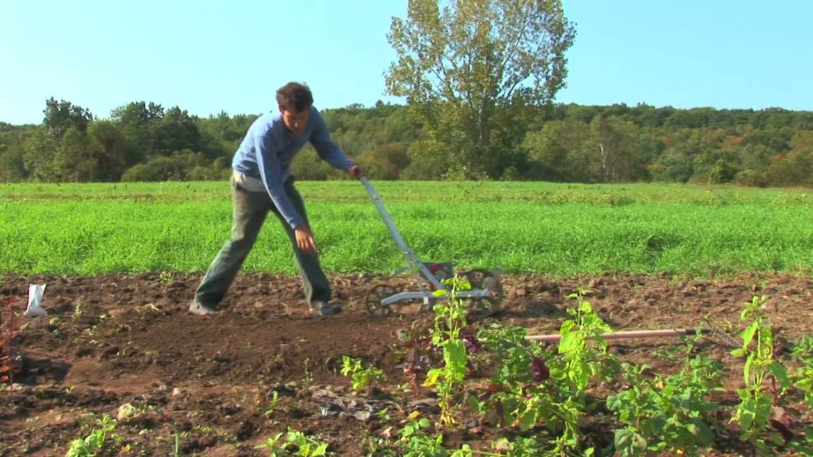 Vegetable Gardening : How to Grow Spinach Vegetable Gardening : How to Grow Spinach