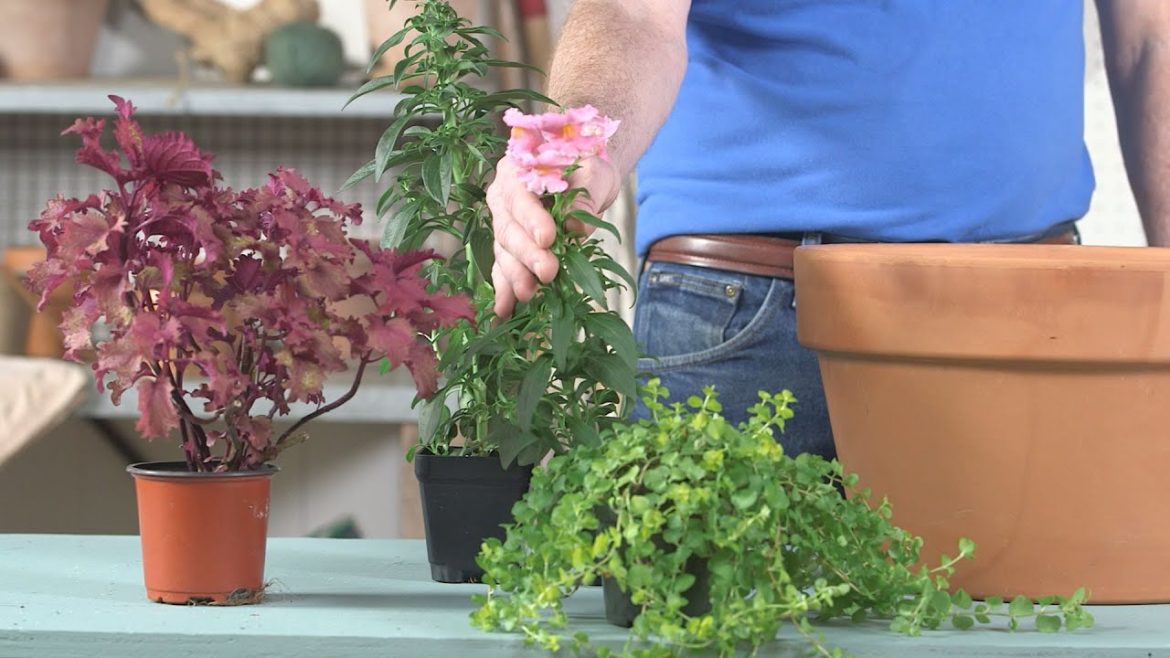 5 Container Gardening Mistakes | Southern Living