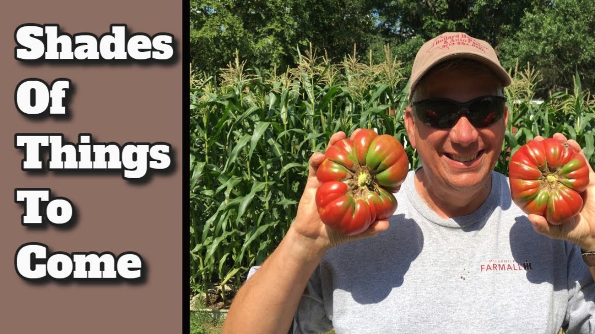 2022 Container Garden – Looking GOOD! 2022 Container Garden - Looking GOOD!