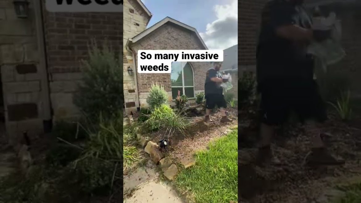 Front Yard Transformation￼