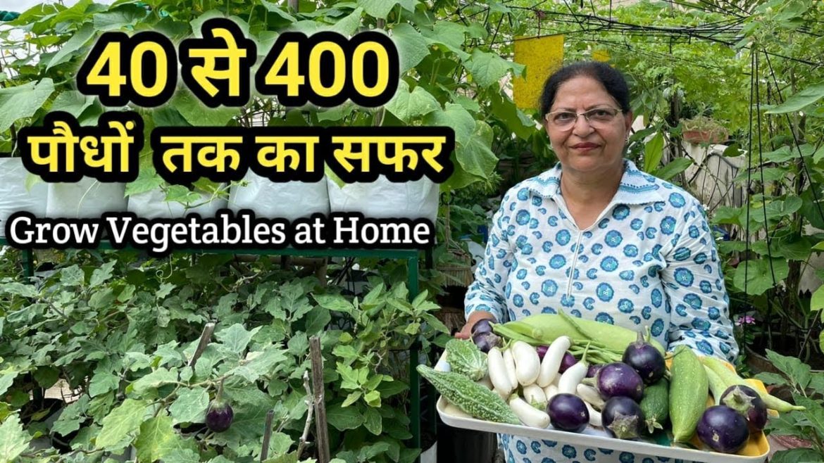 Harvesting Of Organic Vegetables From Rooftop Terrace Garden Harvesting Of Organic Vegetables From Rooftop Terrace Garden
