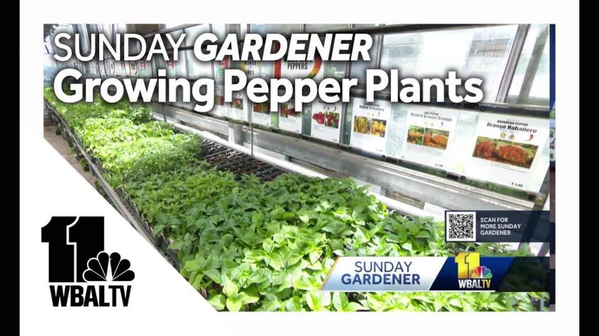 Sunday Gardener: Tips on growing different types of peppers