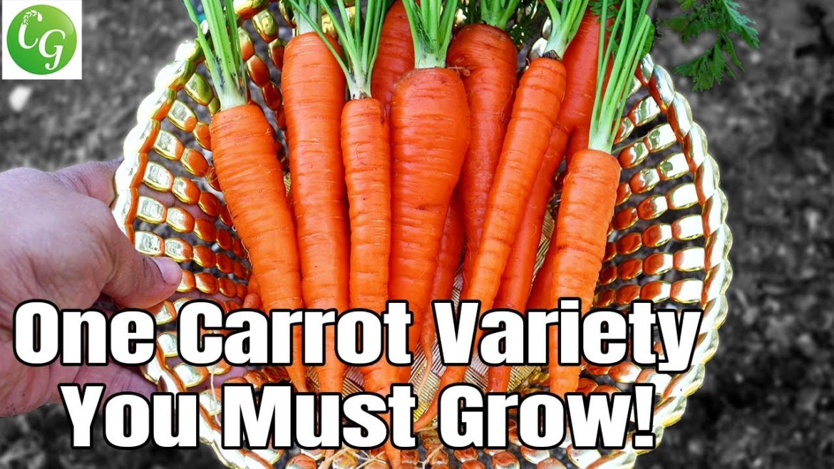 California Gardening: Gardening : Growing Carrots : One Carrot Variety You Must Grow! Gardening : Growing Carrots : One Carrot Variety You Must Grow!
