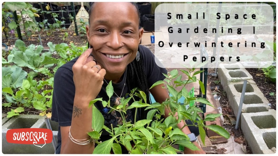 Small Space Gardening | I Said I Wasn’t Going To | Overwintering Pepper Plants