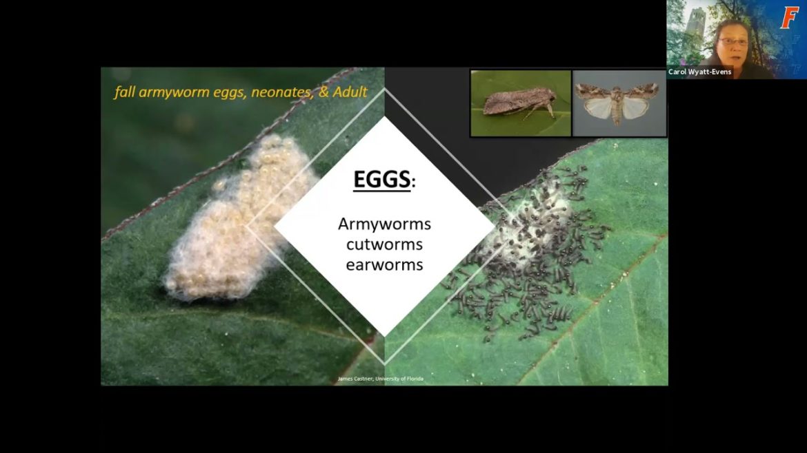 Edible Gardening: Caterpillars (webinar series)
