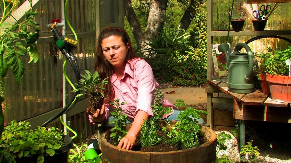 Vegetable Gardening : How Do I Start a Culinary Herb Garden? Vegetable Gardening : How Do I Start a Culinary Herb Garden?