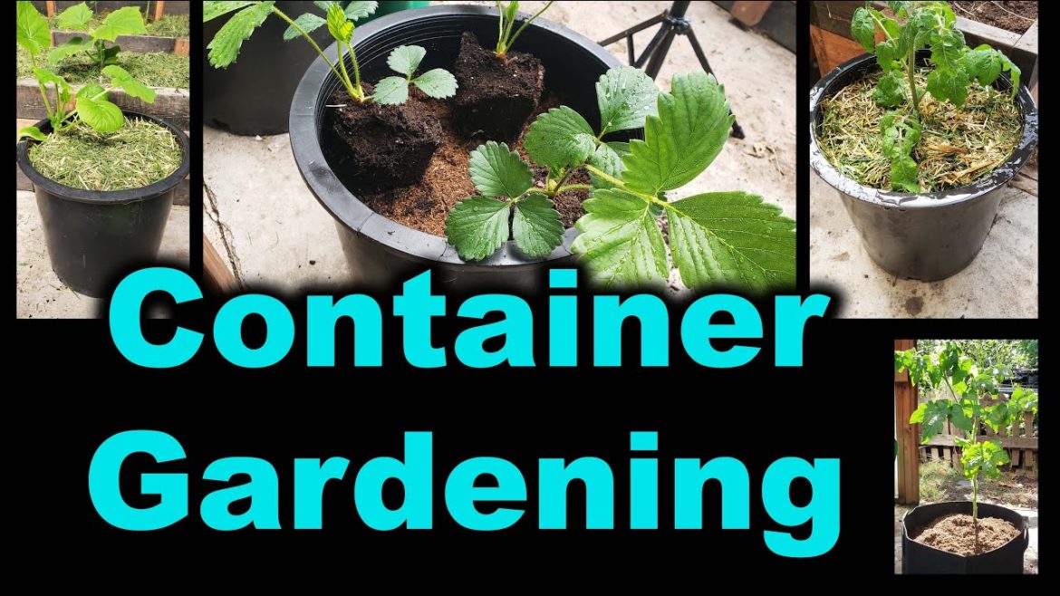 Benefits of Container Gardening
