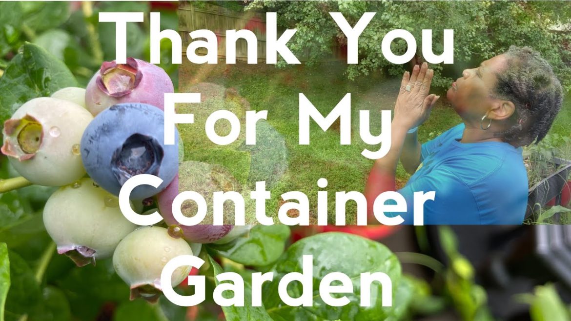 Container Garden Progress and Rewards | Container Gardening