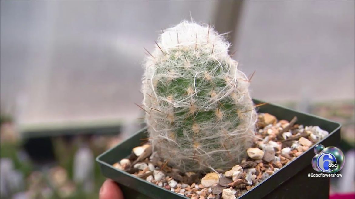 Flower Show: New trends in gardening