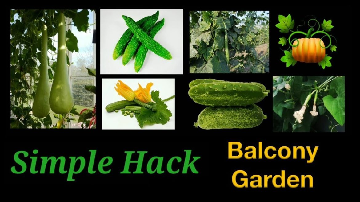 vegetable gardening hack for small balcony garden and apartment garden vegetable gardening hack for small balcony garden and apartment garden