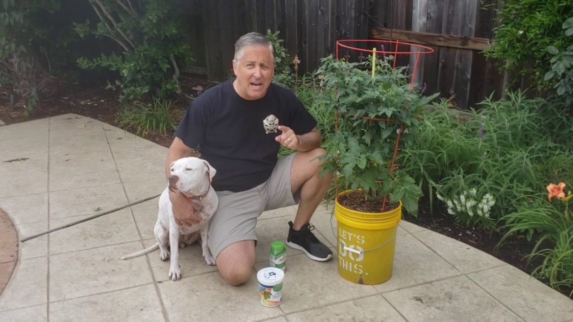 Container Gardening Problem and Fixes - Dealing with too much rain