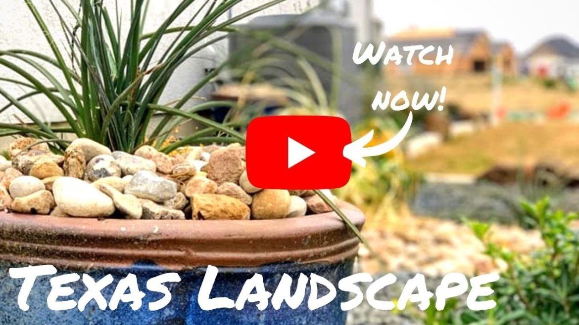 New Texas Landscape! New Texas Landscape!