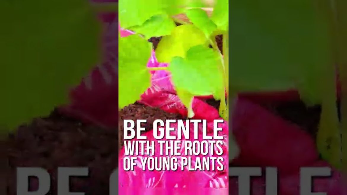 #Shorts Beginner Gardening Tips! | HGTV #Shorts Beginner Gardening Tips! | HGTV