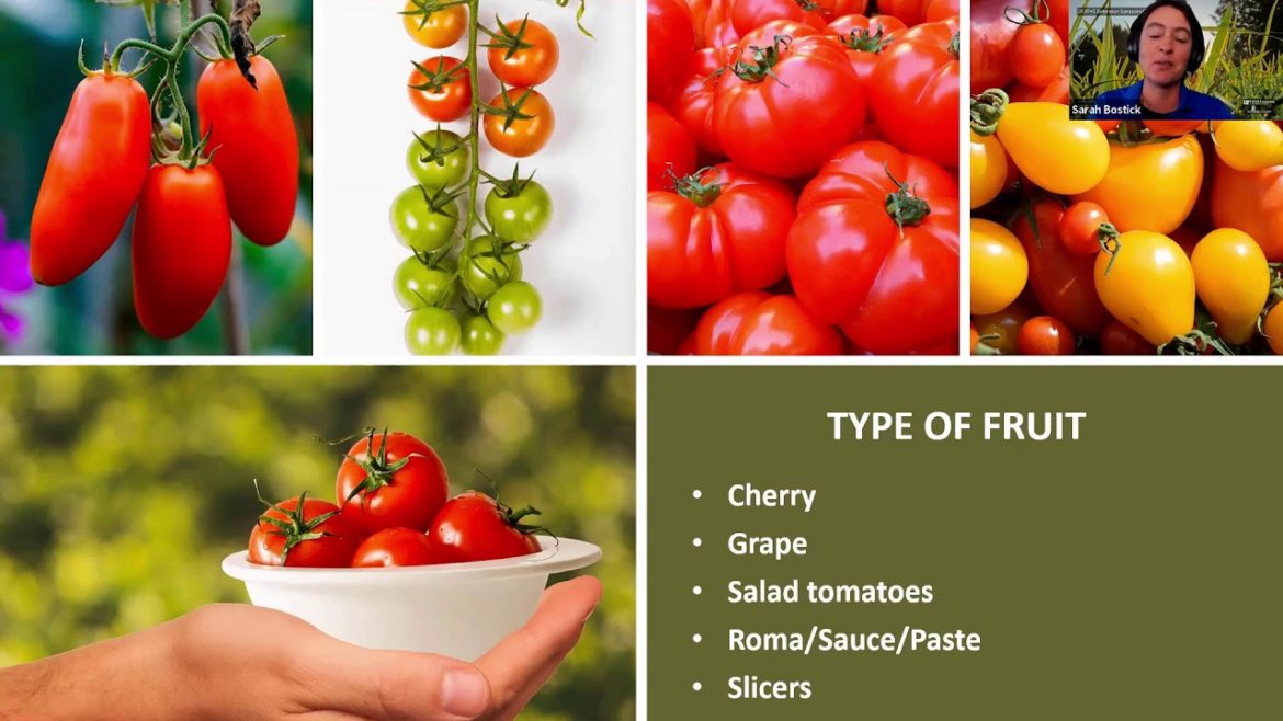 Edible Gardening: Tomatoes 101 (webinar series)