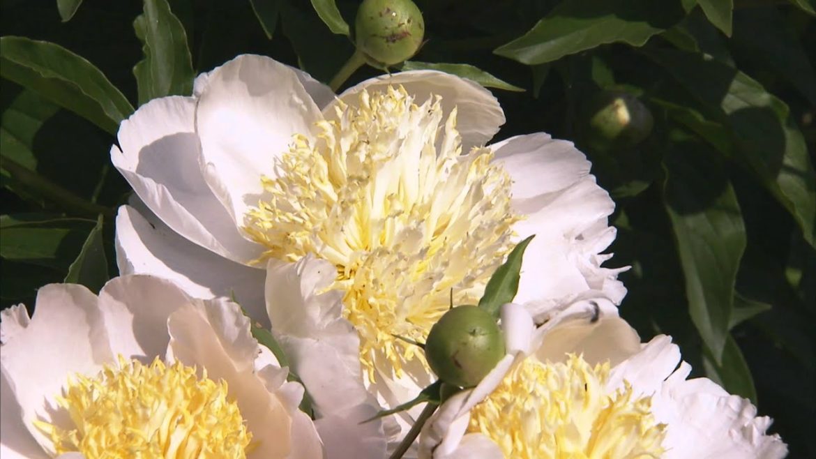 Gardening Tips -- Growing Peonies