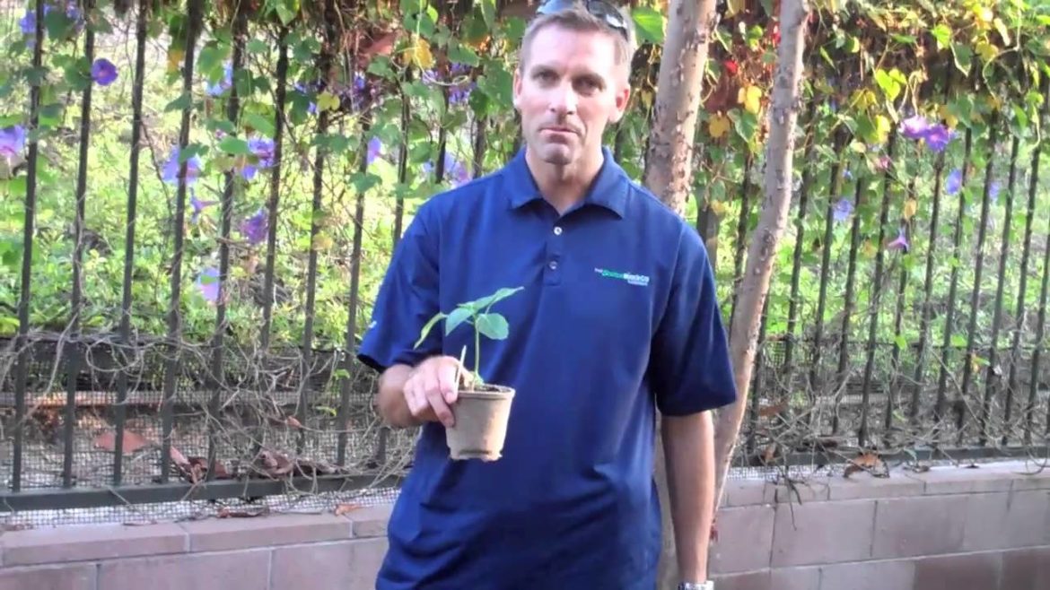 Small Space Edible Gardening with Barr, Scotts Associate