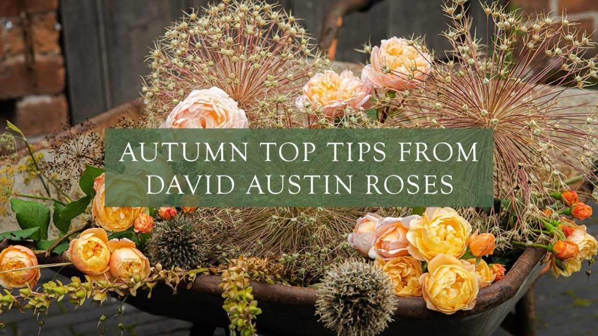 Autumn Tips for your Roses by Dale, Assistant Gardener at David Austin Roses