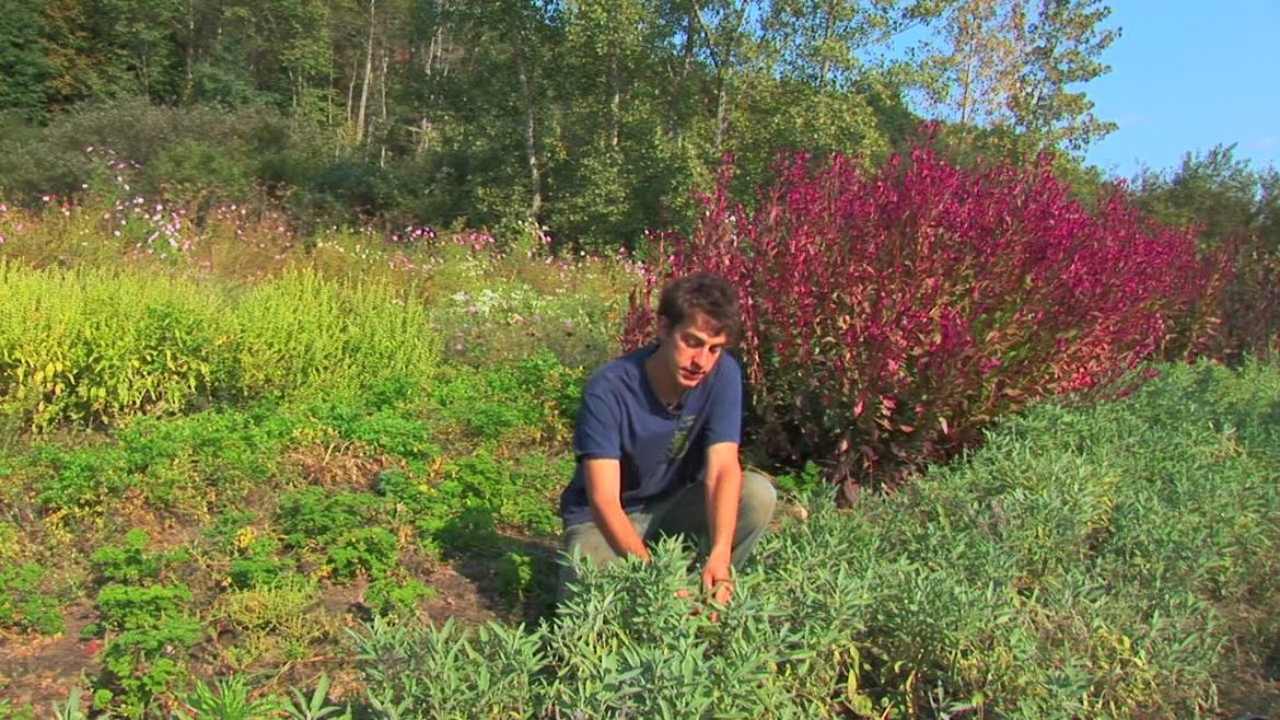 Vegetable Gardening : How to Harvest & Store Sage Vegetable Gardening : How to Harvest & Store Sage