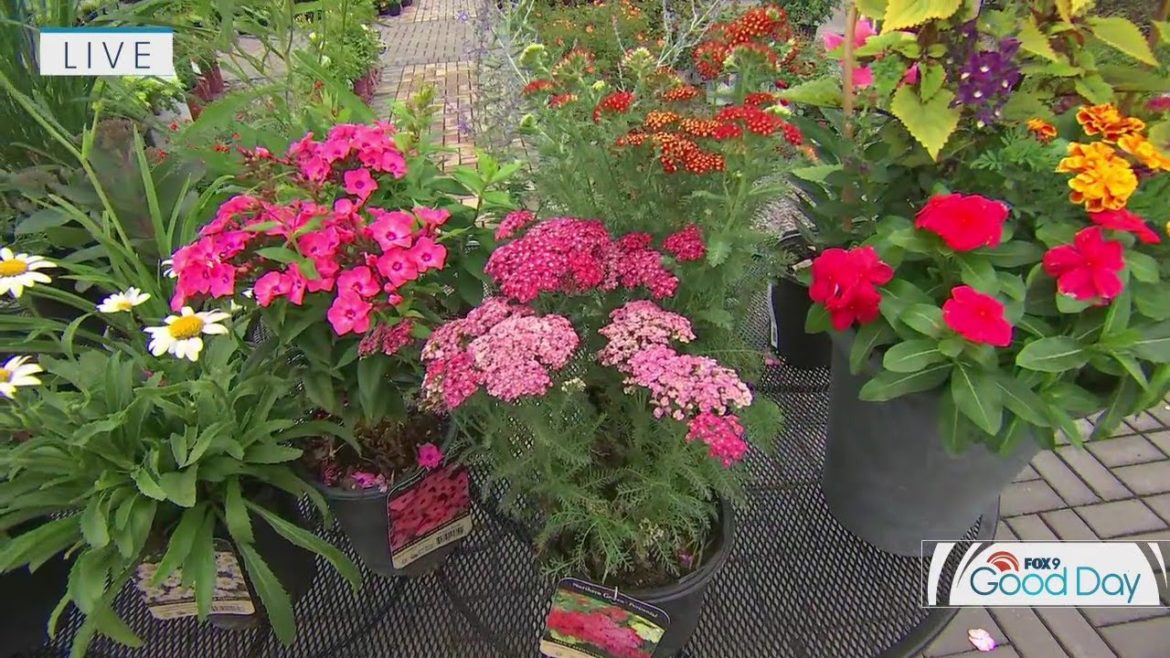 Gardening tips: The 10 best perennials with lasting blooms Gardening tips: The 10 best perennials with lasting blooms
