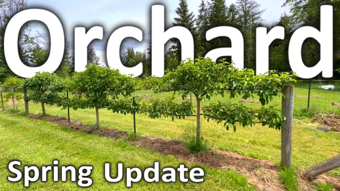 Fruit Orchard Tour Ep. 4 | Spring Update in the Backyard Garden | Loaded with Young Fruit! Fruit Orchard Tour Ep. 4 | Spring Update in the Backyard Garden | Loaded with Young Fruit!