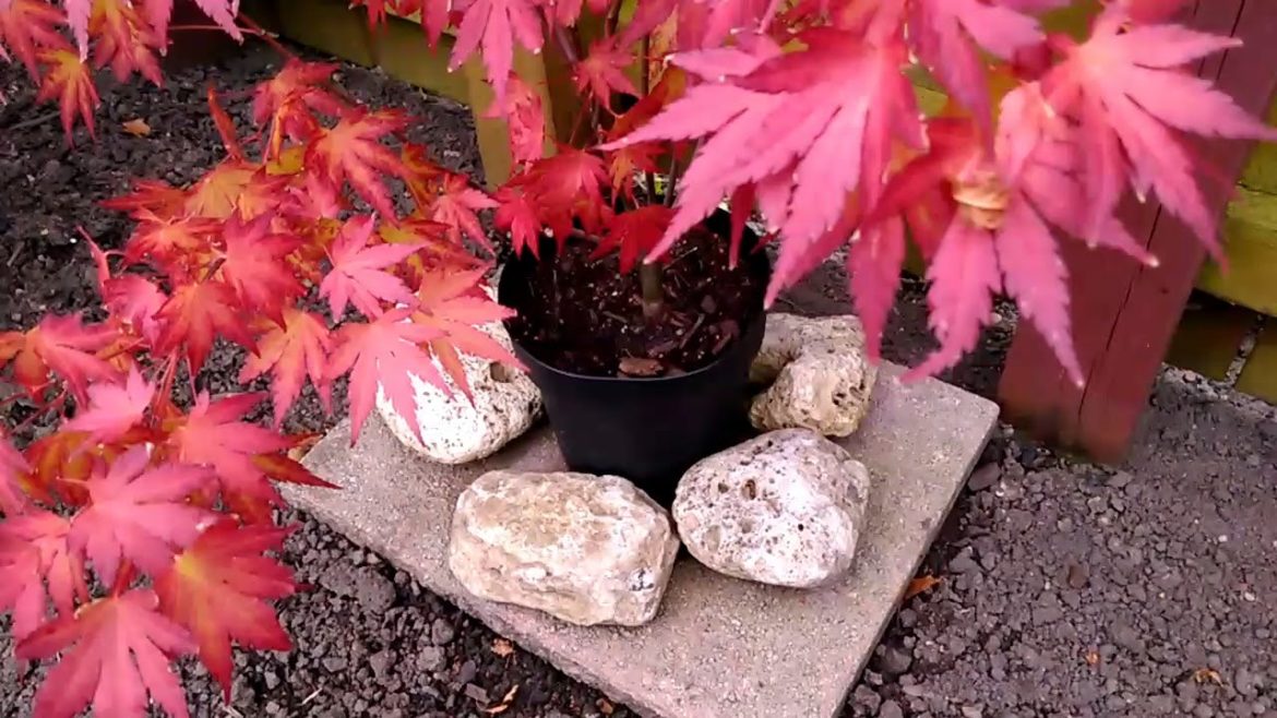 Japanese Garden Landscape Ideas - Using Free Rocks - (part 2)