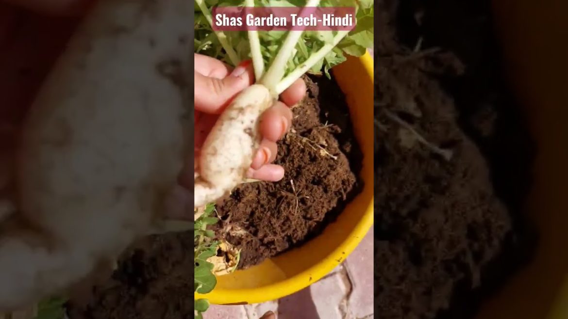 #garden harvest shorts || wow 🤗🤩 organic मूली $ radish care tips & #youtubeshorts #shorts