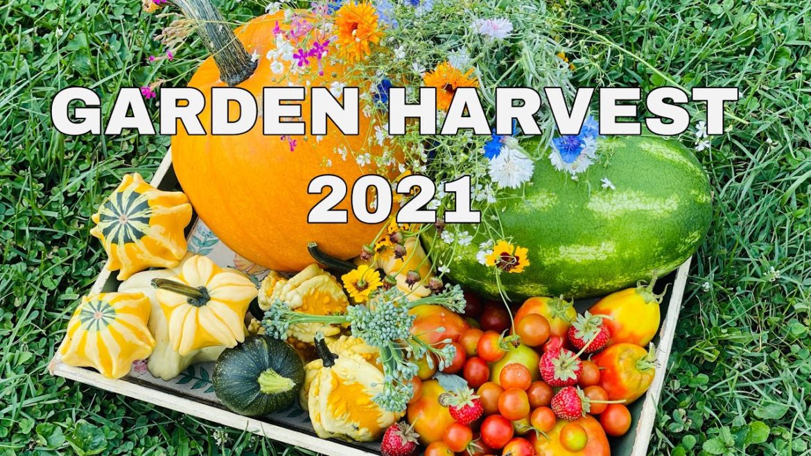 Backyard Garden Harvest 2021 | Strawberry With Abby Backyard Garden Harvest 2021 | Strawberry With Abby