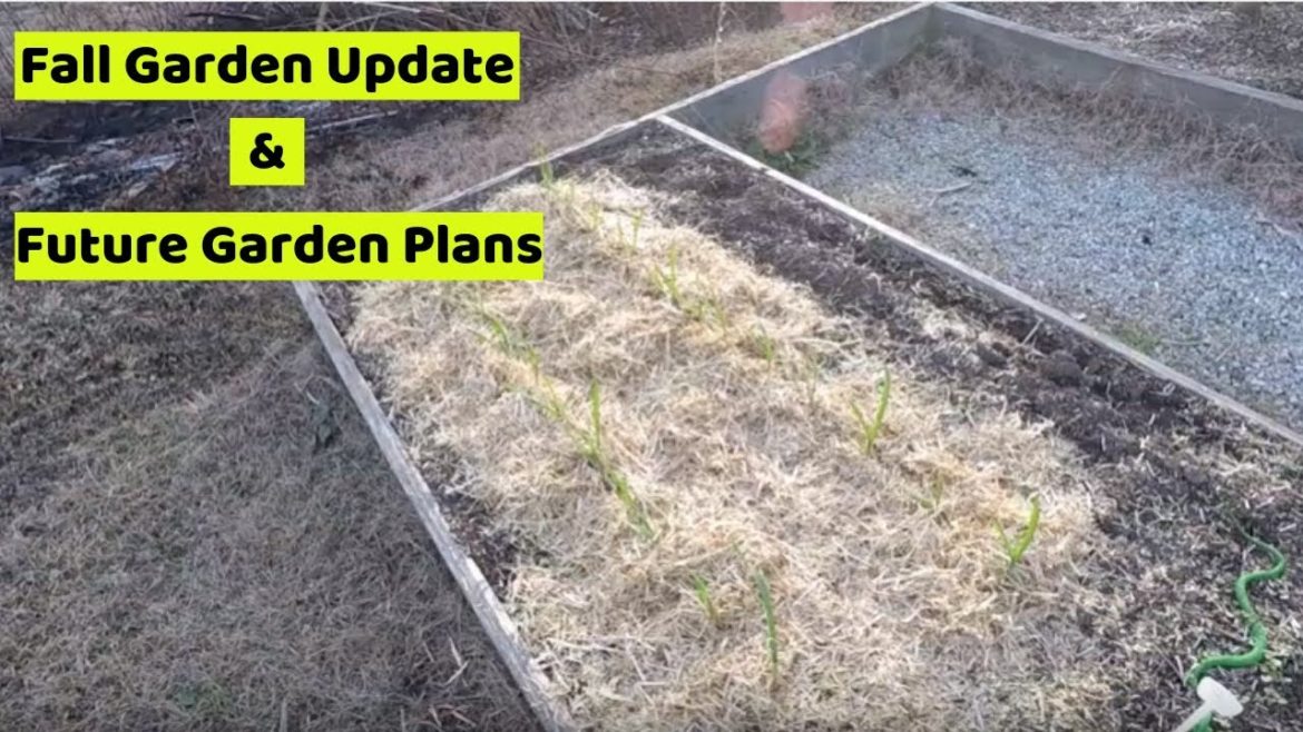 Fall Garden Update & Future Garden Plans