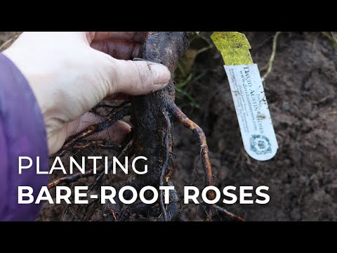 Tips on planting Bare Root Roses 'Generous Gardener' from David Austin Roses Tips on planting Bare Root Roses 'Generous Gardener' from David Austin Roses