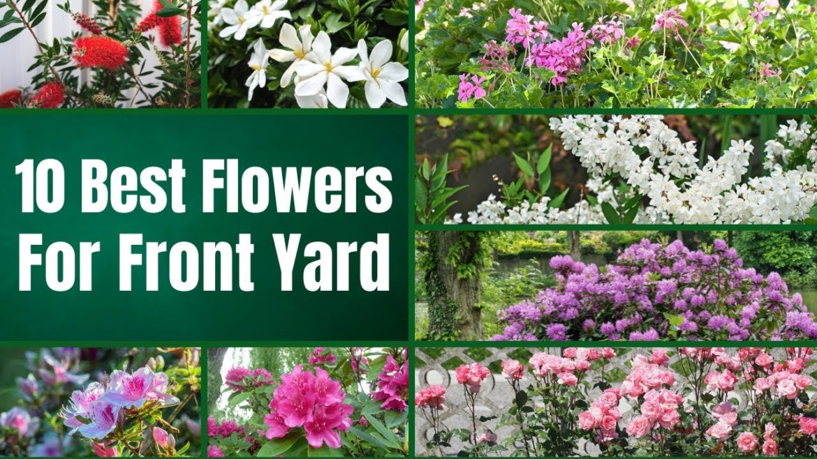 Amazing!! 10 Best Flowers for Front Yard π»πΊ Amazing!! 10 Best Flowers for Front Yard π»πΊ