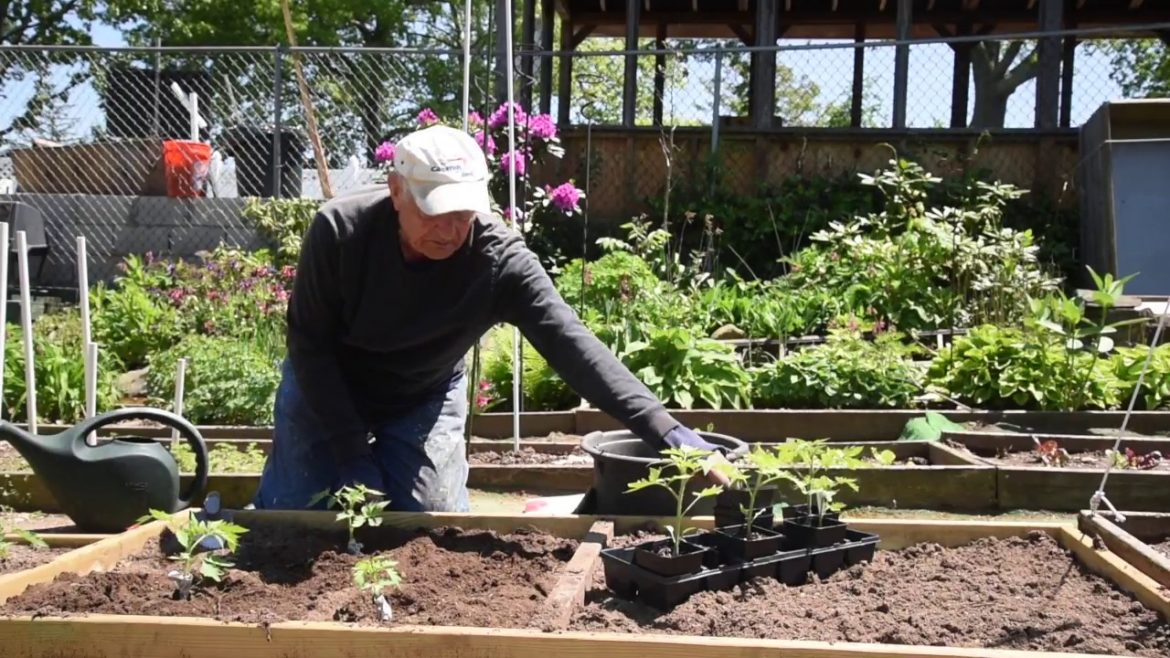 Garden tips: How and when to plant tomatoes