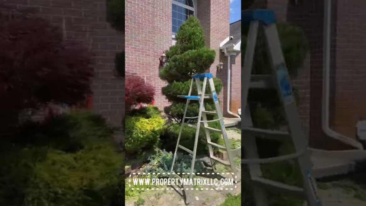 Easy Front Yard Landscaping Ideas For Beginners | Transform Shrubs Easy Front Yard Landscaping Ideas For Beginners | Transform Shrubs