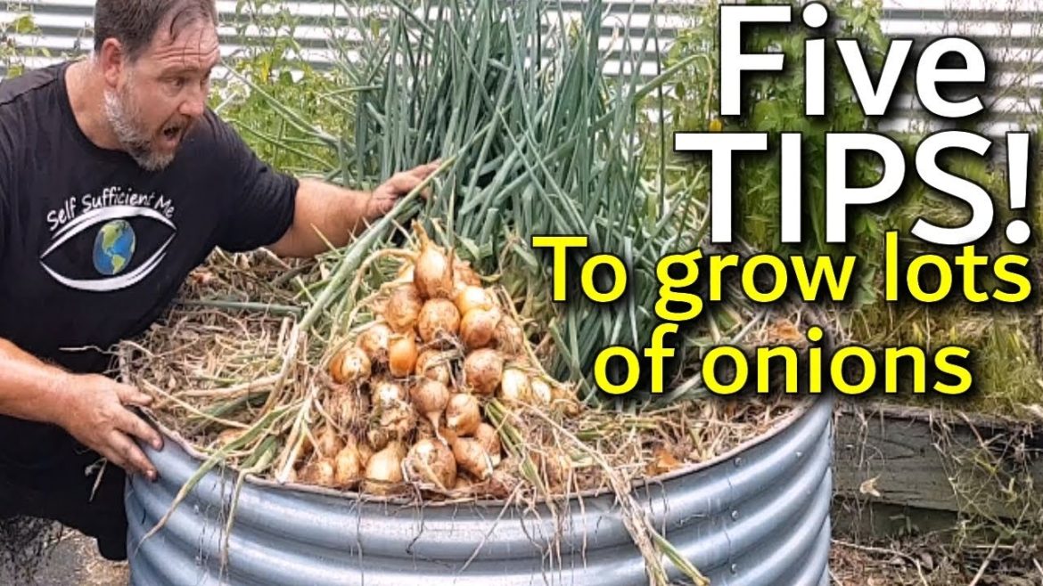5 Tips How to Grow a Ton of Onions in One Container or Garden Bed 5 Tips How to Grow a Ton of Onions in One Container or Garden Bed