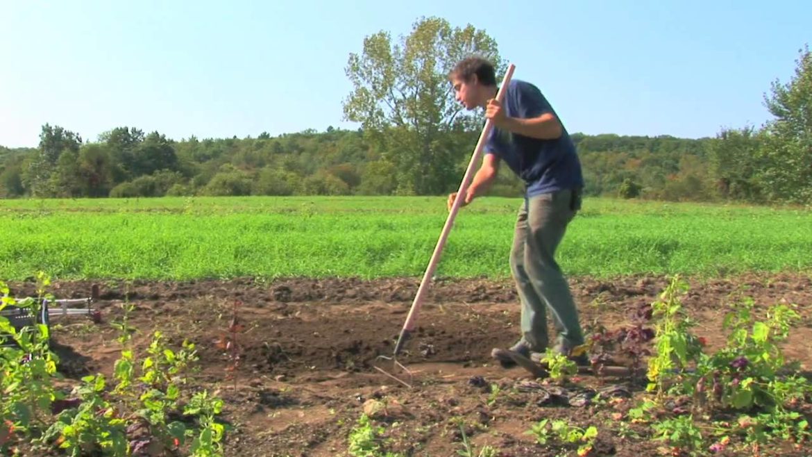 Vegetable Gardening : Raised Bed Gardening Tips