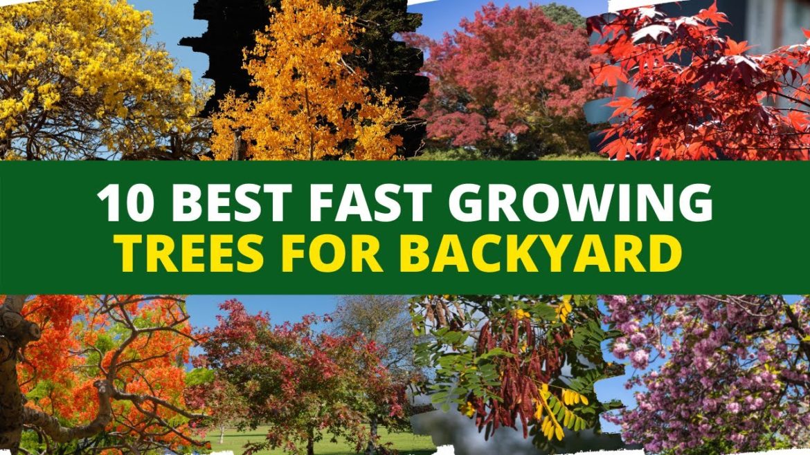 Top 10 Best Fast Growing Trees for Backyard 🌳 Backyard Garden Ideas 💡