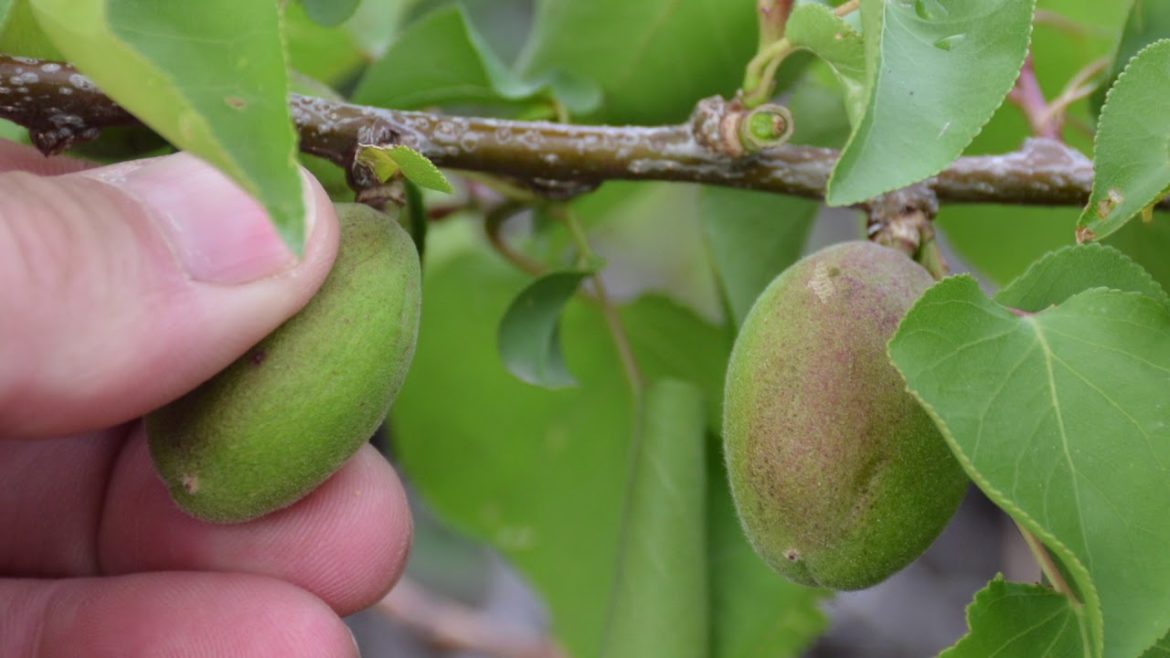 June Gardening Tips June Gardening Tips