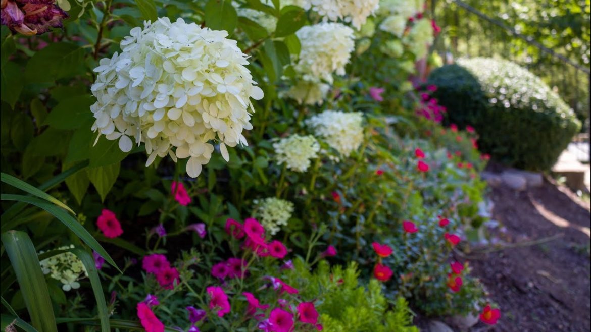 Garden Tour of the Front Yard