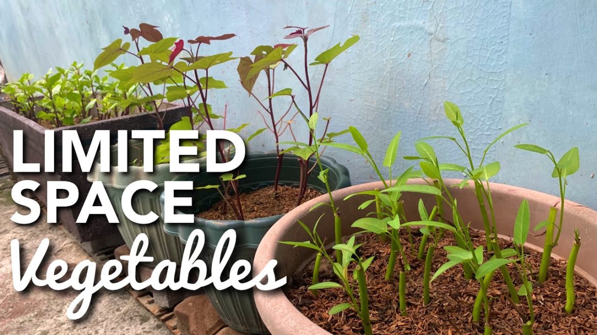 SMALL/LIMITED SPACE VEGETABLE CONTAINER GARDEN & PLANTING TOMATOES, SPRING ONIONS & GINGER IN POTS SMALL/LIMITED SPACE VEGETABLE CONTAINER GARDEN & PLANTING TOMATOES, SPRING ONIONS & GINGER IN POTS