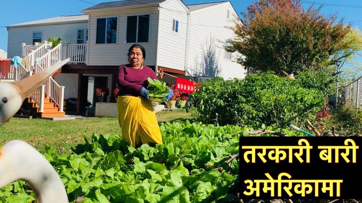 Backyard Vegetable Gardening in USA | Grow like in Nepal || | Backyard Vegetable Gardening in USA | Grow like in Nepal || |