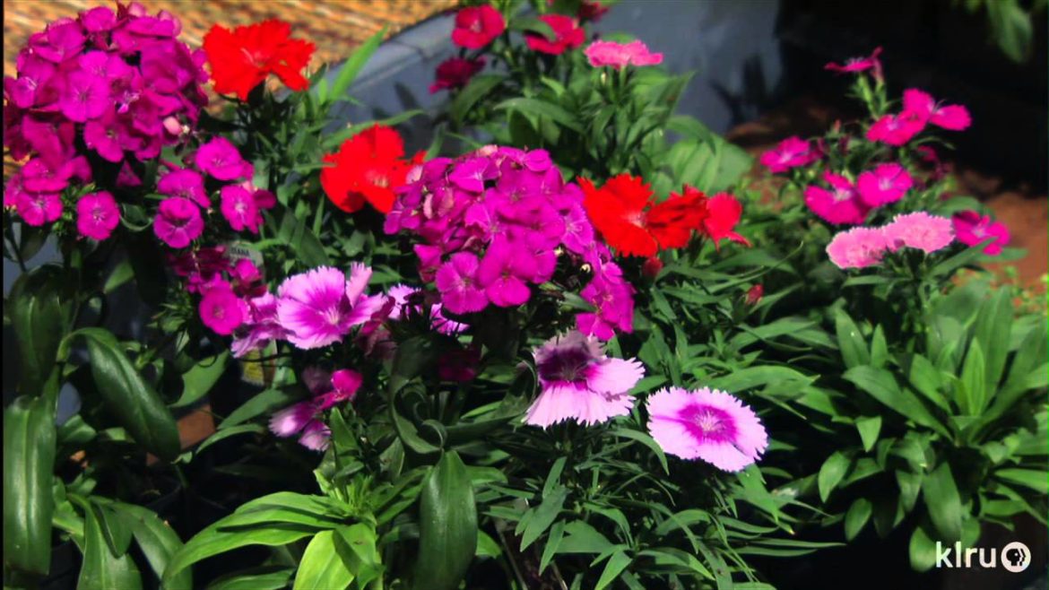 Edible winter flowers |Bastrop Gardens |Central Texas Gardener