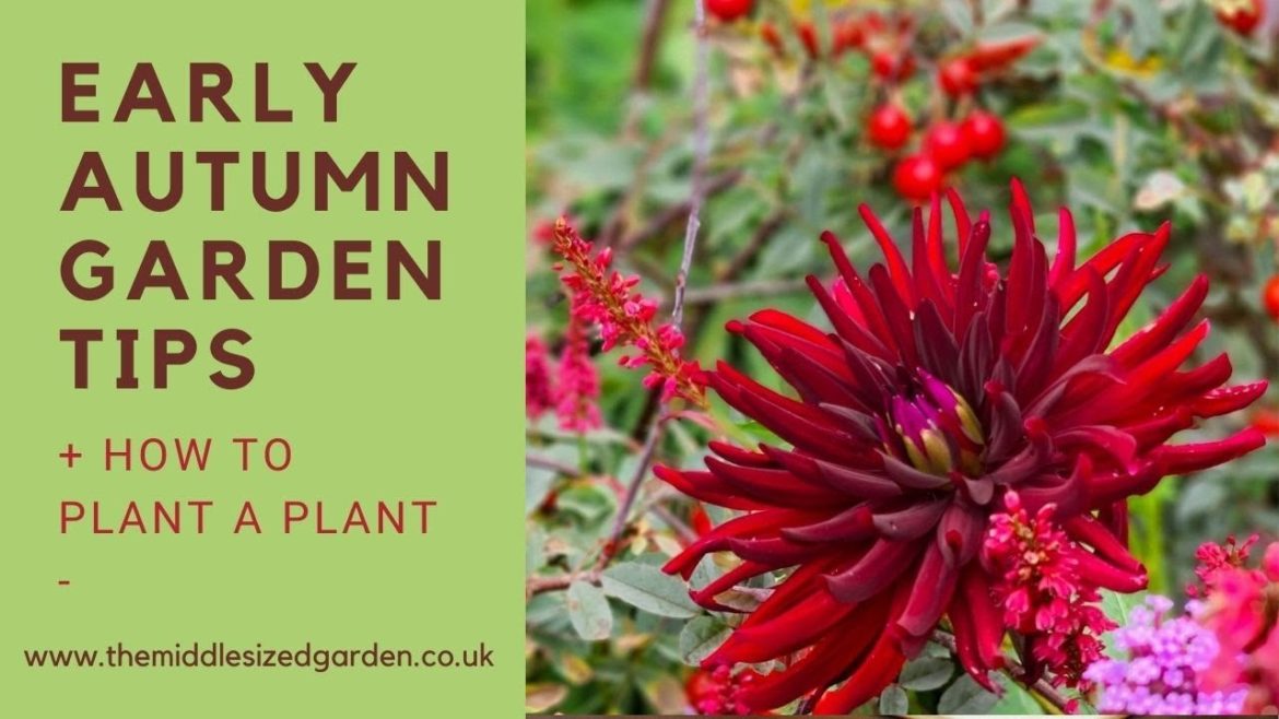 Early autumn garden tips....how to plant a plant